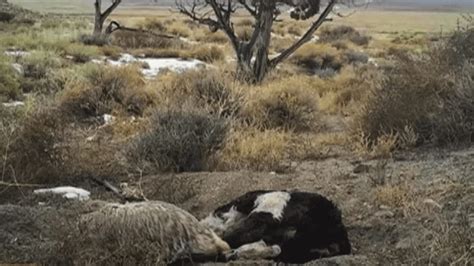 Watch This Industrious Badger Bury An Entire Cow By Itself