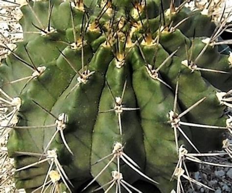 Gymnocalycium eurypleurum | The Cactus King