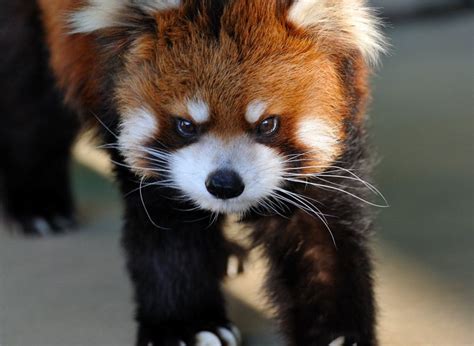 Red Panda With An Angry Face 레서판다 동물