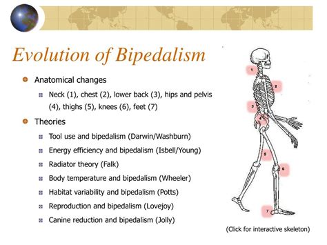 Ppt Chapter 2 Human Evolution Powerpoint Presentation Free