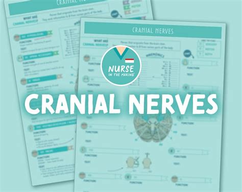 Cranial Nerve Cheat Sheet Etsy