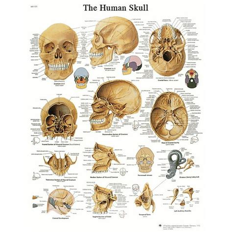 Anatomical Chart Skull Laminated