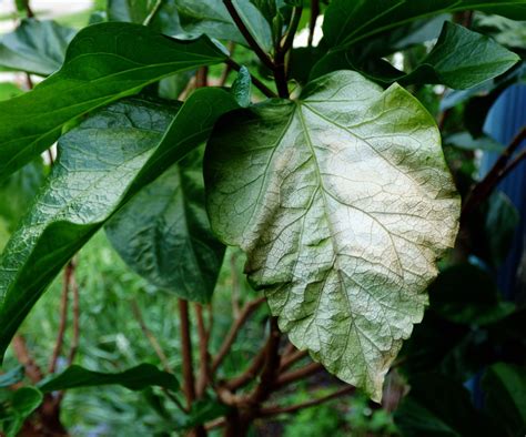 Leaf Sunscald In Plants How To Protect Plants From Sunburn