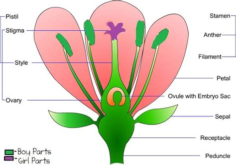 Stamensthe male parts of the flower are called the stamens and are made up of the anther at the top and the stalk or filament that supports the anther. Flower Dissection | jp7numeracy | Parts of a flower, Diagram of a flower, Flower structure