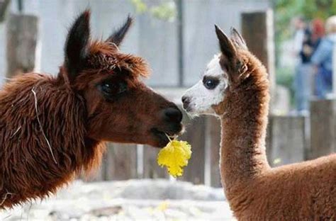 Dark Roasted Blend: Animals Having a Blast! - Part 3