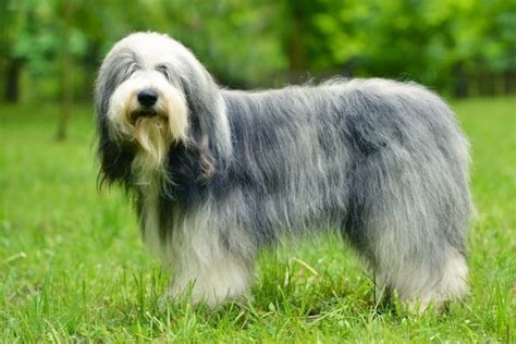 15 Popular Long Haired Dog Breeds Small Medium And Large Mrsdoggie