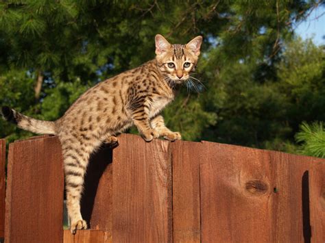Top 7 Largest Cat Breeds Choosing The Right Cat For You Cats Guide
