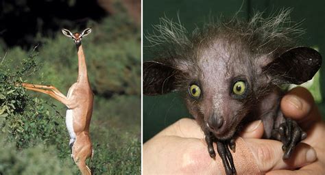 22 Weird Animals You Probably Didnt Know Exist