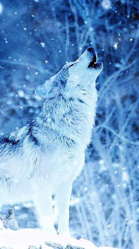 Wolf Wallpapers In Snow Wolf Wallpaperspro
