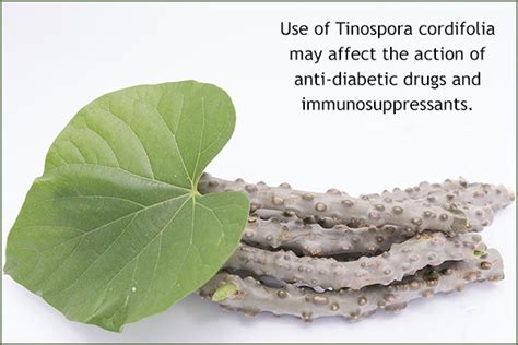 Giloy Tinospora Cordifolia Uses Health Benefits And Safety