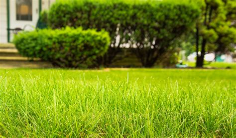 How To Get A Great Lawn With Aeration Top Dressing And Overseeding Greenskeeper