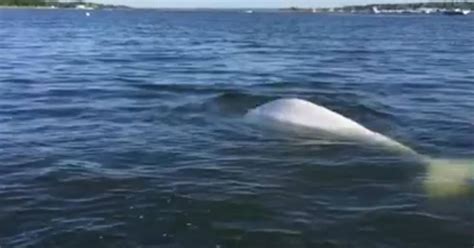 Trio Of Small Beluga Whales Spotted Off Long Island S Gold Coast Cbs New York