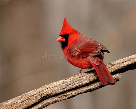 Gorgeous Male Northern Cardinal Stock Image Image Of Bill Northern