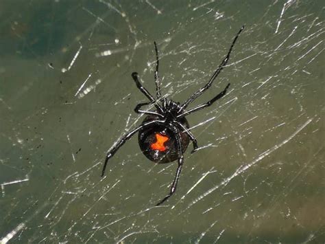 A Guide To Black Widow Spiders In New Jersey