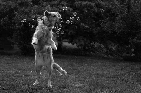 Dogs With Bubbles Silly Dog Pictures Bubble Pictures Dogs And Kids