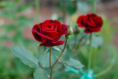 Maybe you would like to learn more about one of these? Fiori rossi: significato e le 20 varietà più belle | Fiori ...