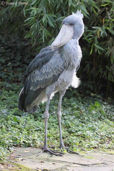 Shoebill Balaeniceps Rex Zoochat