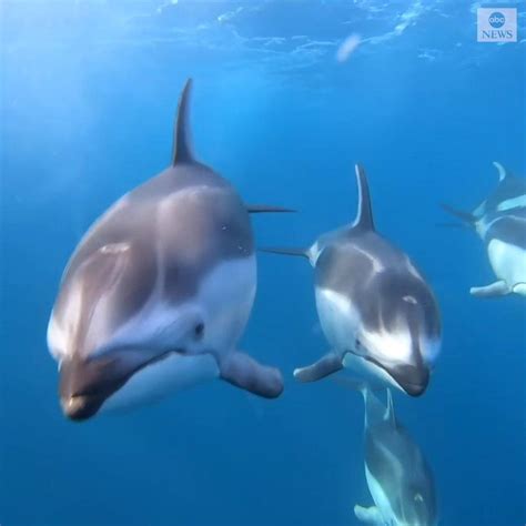 Aerial Footage Shows Incredible Dolphins And Whales Swimming Together