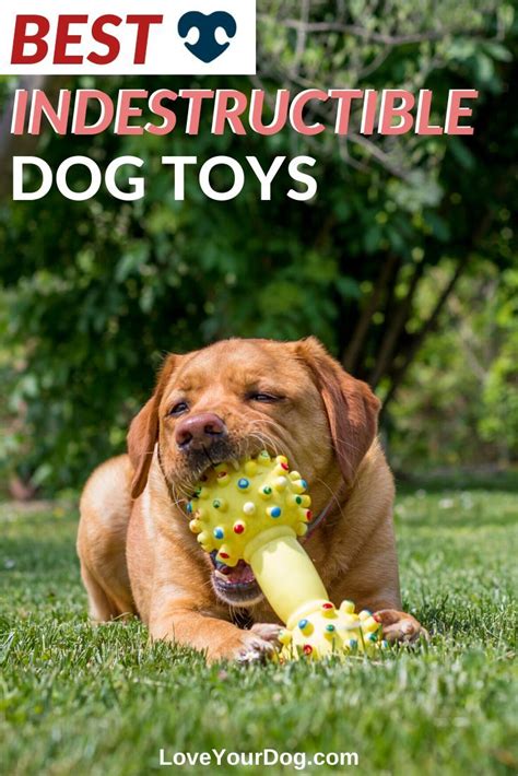 Best Indestructible Dog Toys For Aggressive Power Chewers Dog Toys
