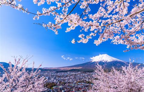 First Cherry Blossom Forecast Of 2020 All About Japan