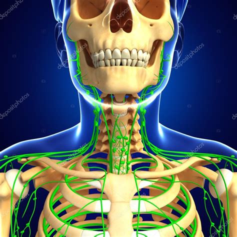 Lymphatic System Of Male Skeleton Artwork Stock Photo By ©pixdesign123