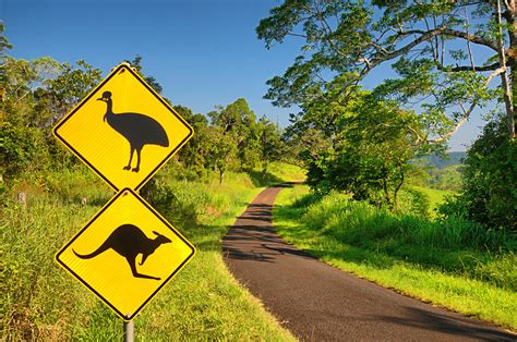 Unique Wildlife In Australia And New Zealand Goway