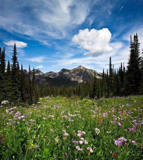 Mount Revelstoke National Park Map Images And Tips Seeker