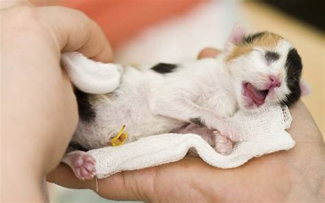 Newborn Kittens Size Growth Development And Care