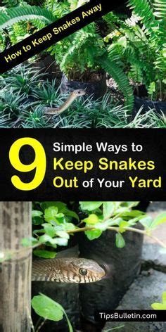 The easiest solution is by removing their food supply. 9 Simple Ways to Keep Snakes Out of Your Yard - How to ...