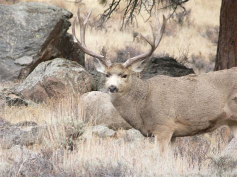 Elk Pictures And Pictures Of Your Favorite Elk Scenery Big Game Hunt