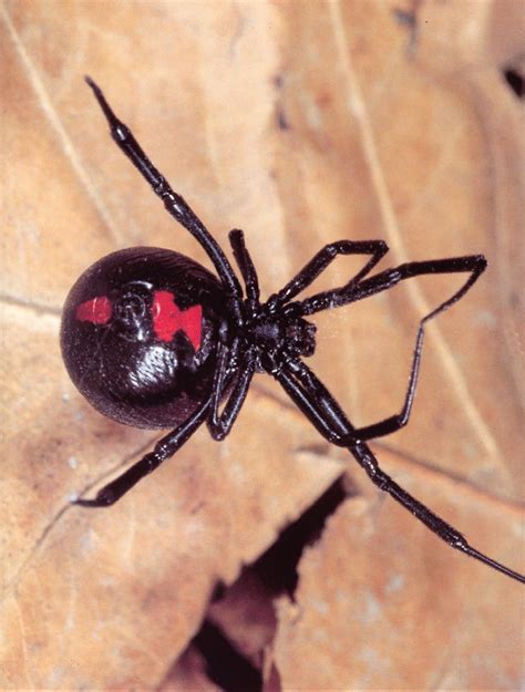 Just what makes the widow spiders so. Spiders, Fiddle Back / Brown Recuse, Black Widow | Paul ...