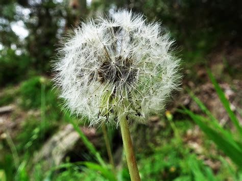 Image wish-5 : Make a wish | Batemans Bay NSW Australia | Jo Elphick | Flickr