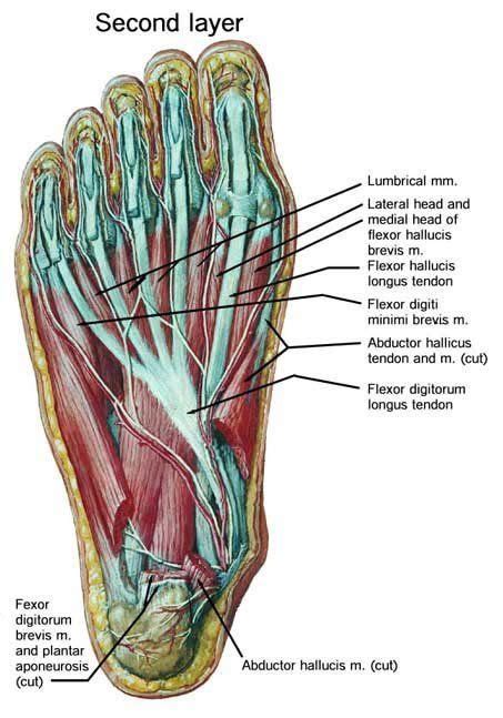 Bottom Of Foot Anatomy Foot Anatomy Muscle Anatomy Ankle Anatomy