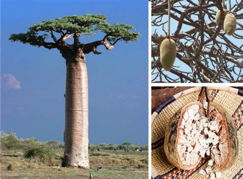 Baobab oil is an excellent choice for hair nourishment. 12 Beauty Benefits of Baobab Oil for Skin & Hair ...