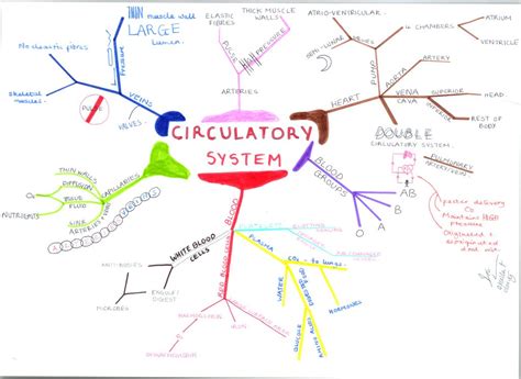 Circulatory System Mindmap Mind Map Biology Notes Circulatory System