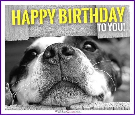 Happy Birthday Memes With Funny Cats, Dogs And Animals | Happy birthday