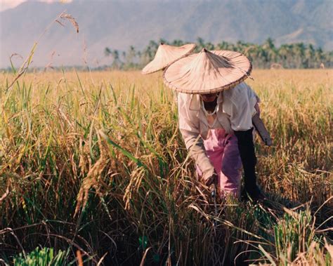 Rice Farmers In The Philippines
