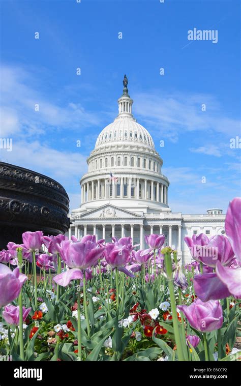 Capitol Building Cherry Blossom Hi Res Stock Photography And Images Alamy