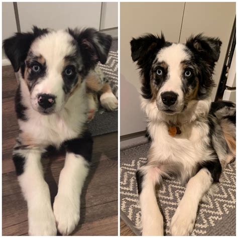 My Australian Shepherd At 2 And 6 Months Old Aww