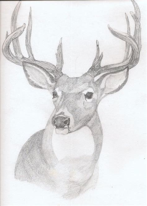 Deer Drawings In Pencil Art Deer Rough Sketch In Pencil Deer Art