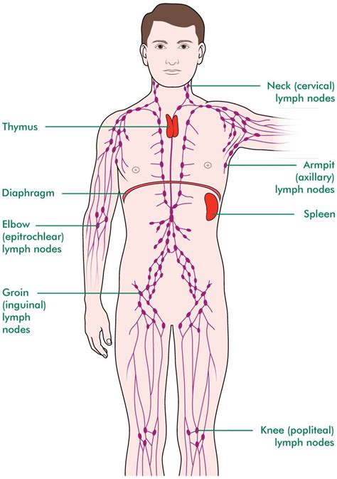 Swelling might occur even if the infection is trivial or not apparent. Lymph Node Locations: Chart for Armpits, Head, Neck, Groin ...