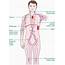 Lymph Node Locations Chart For Armpits Head Neck Groin Chest 