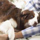 Maybe you would like to learn more about one of these? Are Elephant Ears Poisonous to Dogs? | Dog Care - Daily Puppy