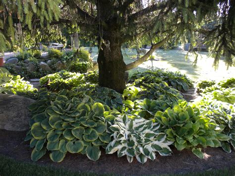 The Hosta Garden Has Filled In Wonderful Shade Perennials Shade