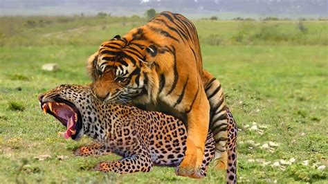 Tiger Vs Cheetah Fights Youtube