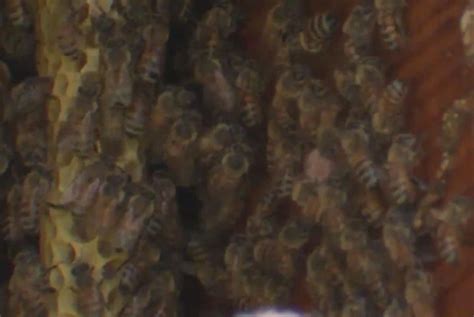 Watch Tens Of Thousands Of Bees Removed From Inside Texas Home S Walls