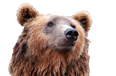 Grizzly Bear Png Transparent