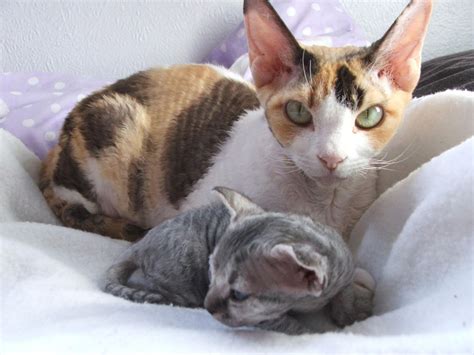 Devon Rex Information Health Pictures And Training Pet Paw
