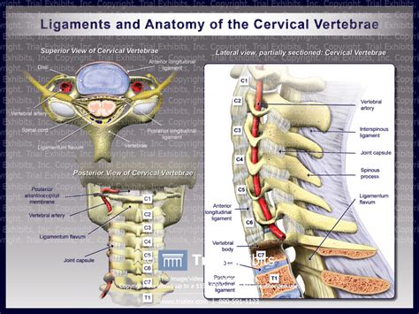 Ligaments And Anatomy Of The Cervical Vertebrae Trialexhibits Inc
