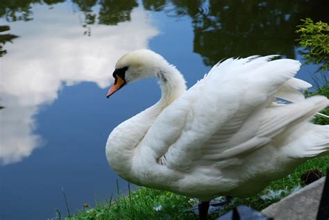 Swan Wildlife Photography Photo 22806227 Fanpop